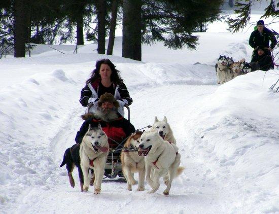 Fundog Husky Sleigh Rides